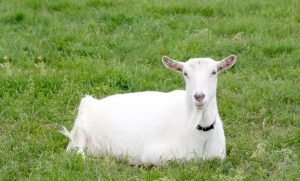 Saanen goat from The Dapper Goat Dairy