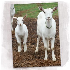 Adult and kid sane goats from Dapper Goat Dairy.