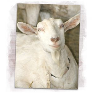 Smiling goat at Dapper Goat Dairy