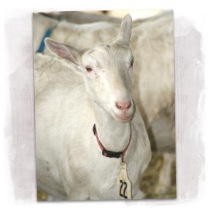 Happy Saanen goat at Dapper Goat Dairy