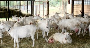 Group of Saanen goats from Dapper Goat Dairy