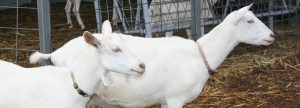 Saanen goats from Dapper Goat Dairy