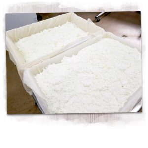 Chevre cheese being processed at The Dapper Goat Dairy