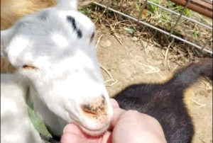 Meet the new goats at Dapper Goat Dairy