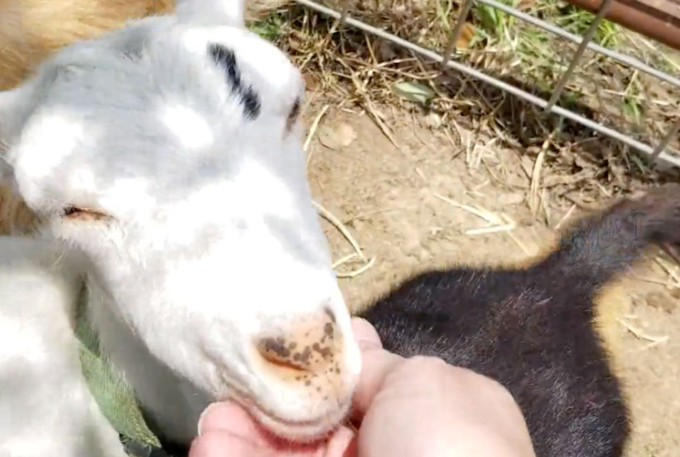 Meet the new goats!